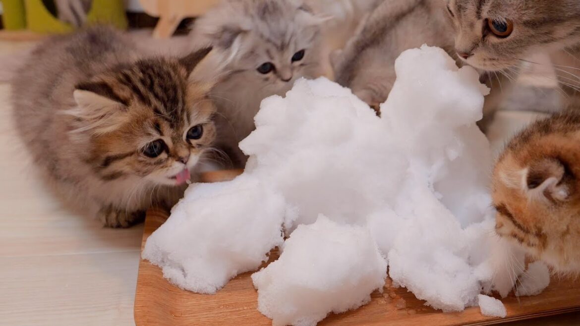 Here is a kitten's reaction when she saw snow for the first time in her life!