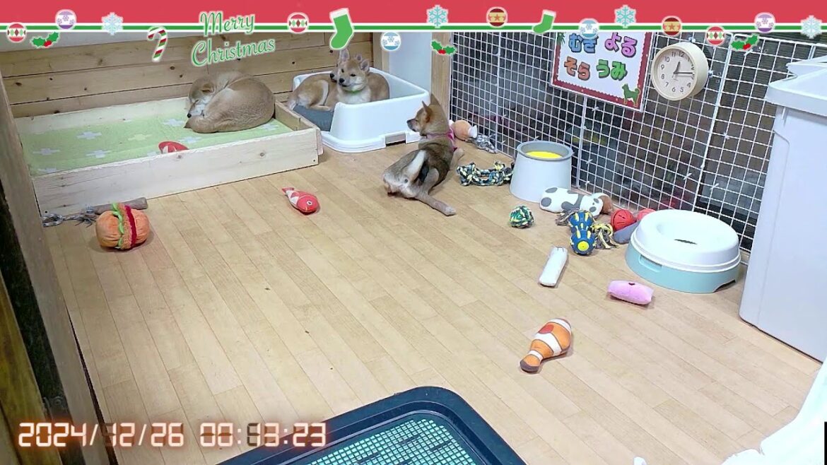 柴犬なつ！子育て生配信【生後107日】破壊神な子犬たちなのでクリスマスはすべてデジタルで(笑)