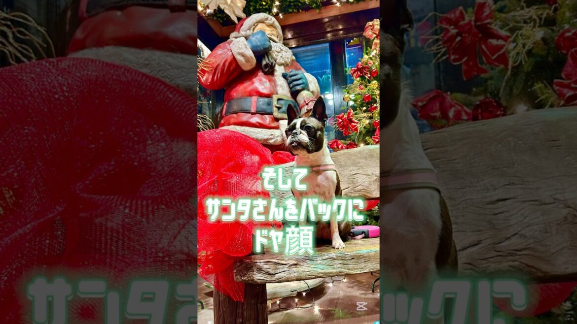 サンタをバックにドヤ顔🎄✨【ボストンテリア】こむぎ♪ #shorts