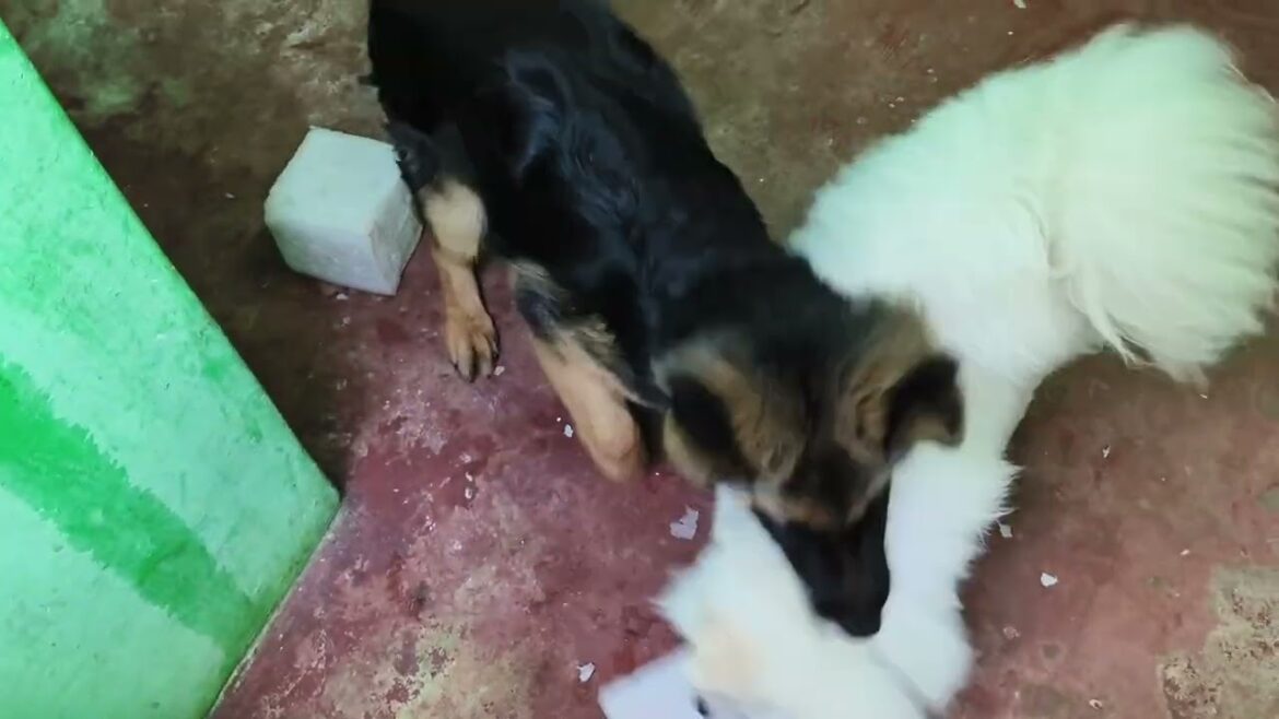 German Shepherd Cute Dog | Indian Spitz Aggressive | German Shepherd Puppies