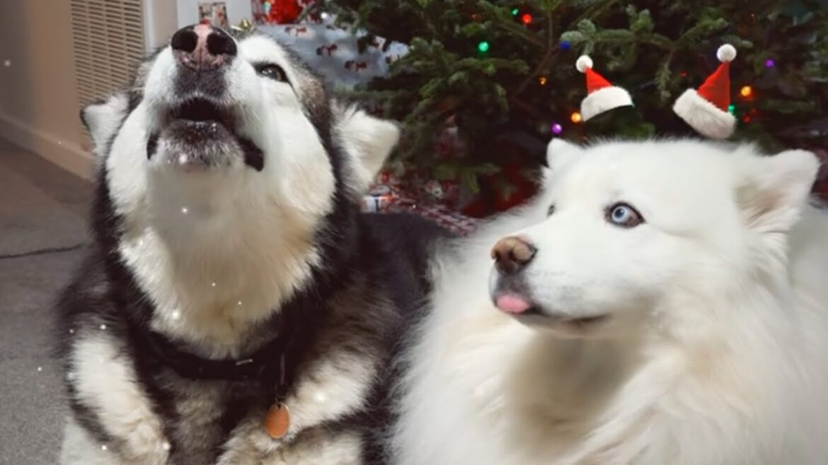 Unexpected Surprise When Giant Dogs Howl - See What Happens! #alaskamalamute #husky