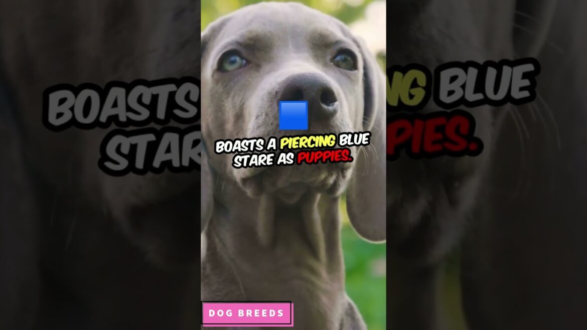 Beautiful Dog Breeds with Stunning Blue Eyes #dog #shorts #shortvideo