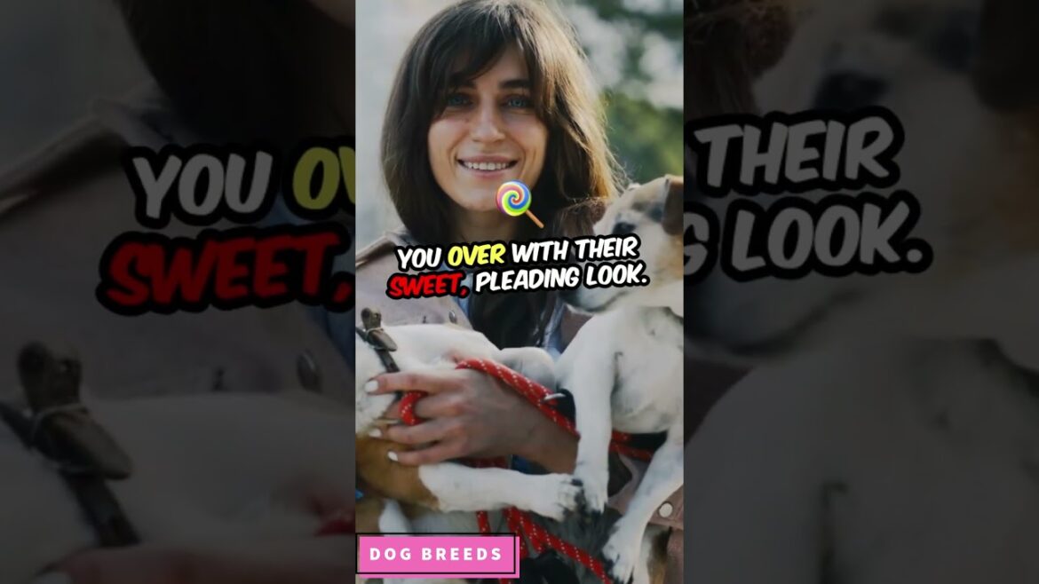 Dog Breeds With The Most Captivating And Gentle Puppy Eyes #dog #shorts #shortvideo Dog Breeds With The Most Captivating And Gentle Puppy Eyes #dog #shorts #shortvideo