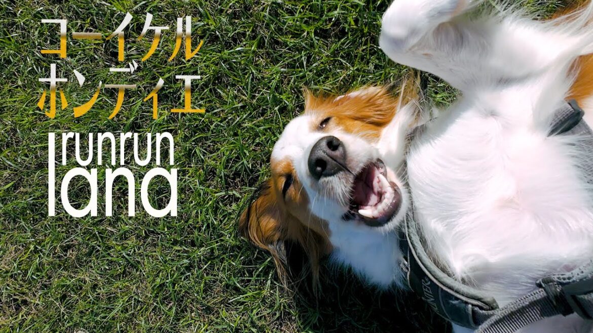 #126   散歩中に寝るくらいマイペースな犬コーイケルホンディエがフリスビー大会に行ってきた