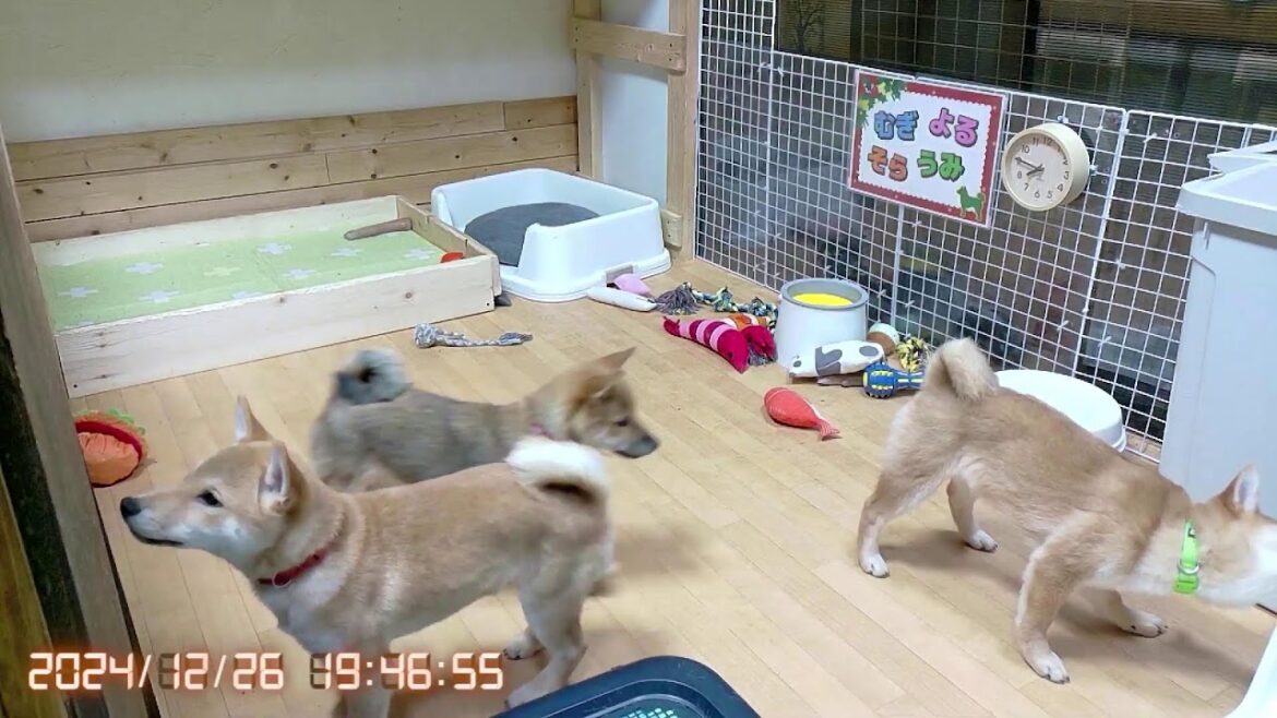 柴犬なつ！子育て生配信【生後108日】本日セカンド飼い主登場回！子犬たちはセカ主大好き！！