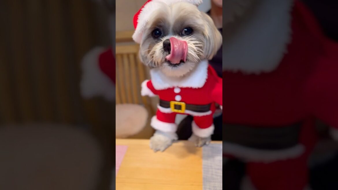 【Merry Christmas】ハナちゃんサンタが可愛すぎたー🐶🌸💖 #shorts #シーズー #shihtzu #クリスマス
