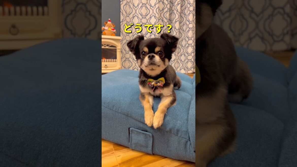 チビの今年最後のカット🐶💈✨#柴犬 #チワワ #shorts
