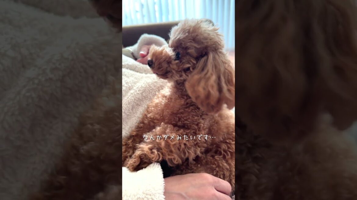 永遠に続く⁉ トイプードルのこちょこちょ無限ループ！ #dog #toypoodle