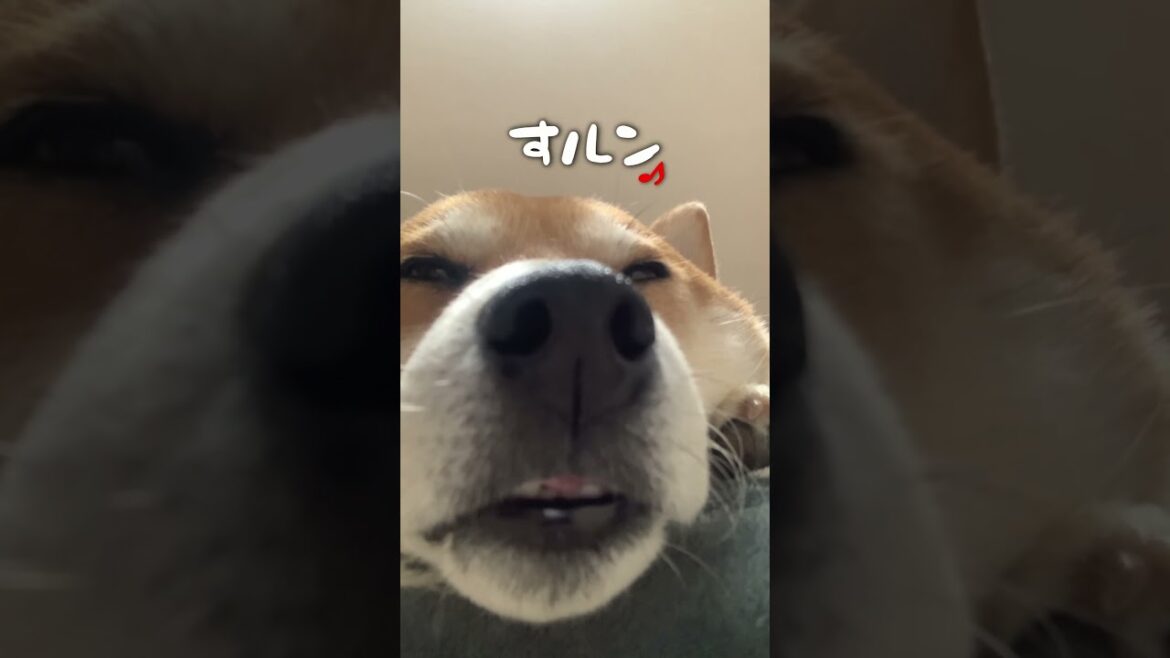 アルパカを右から左に流したい柴犬こむぎ