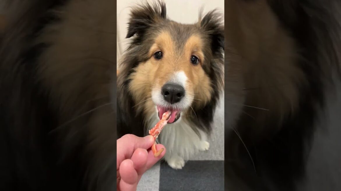 犬にカニをあげてみた【愛犬シェルティ キキvlog】 #シェルティ #犬 #かわいい