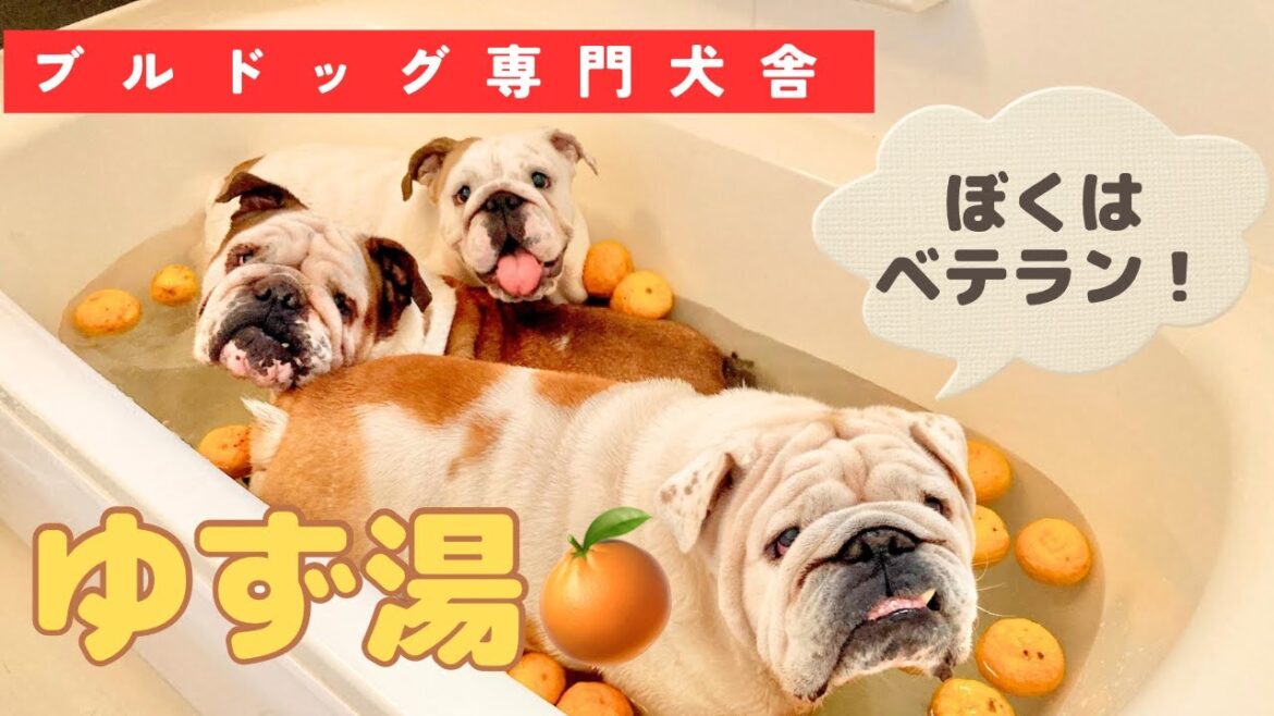 2024年🐲 犬舎のブルドッグたちと冬至🍊