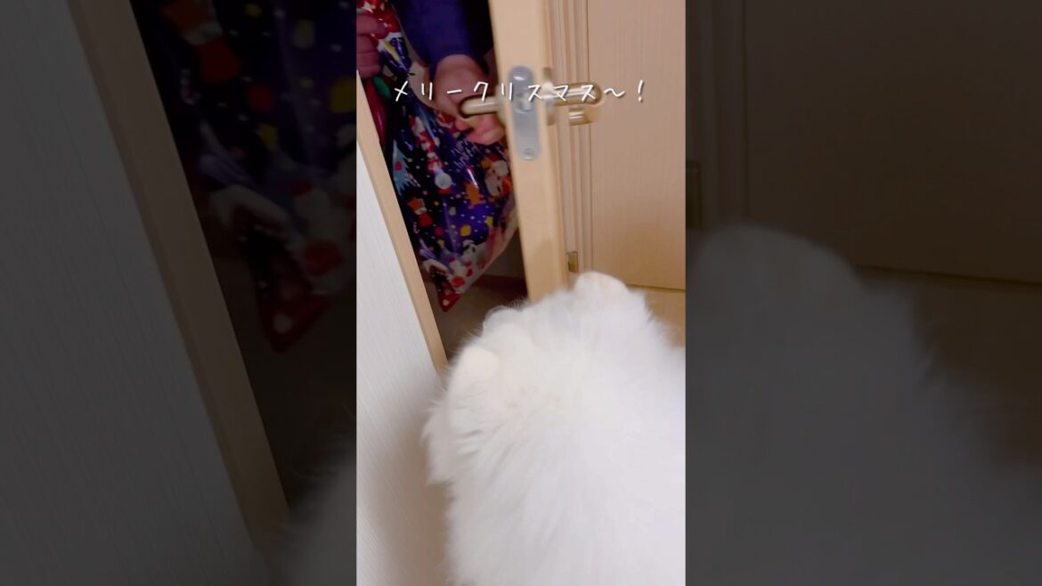 サンタさんが家に来た時の大型犬の反応が可愛い #サモエド #samoyed #癒し