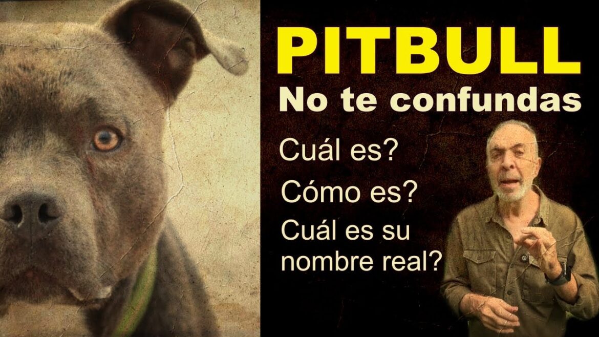 Tienes realmente un Pitbull Terrier Americano ?