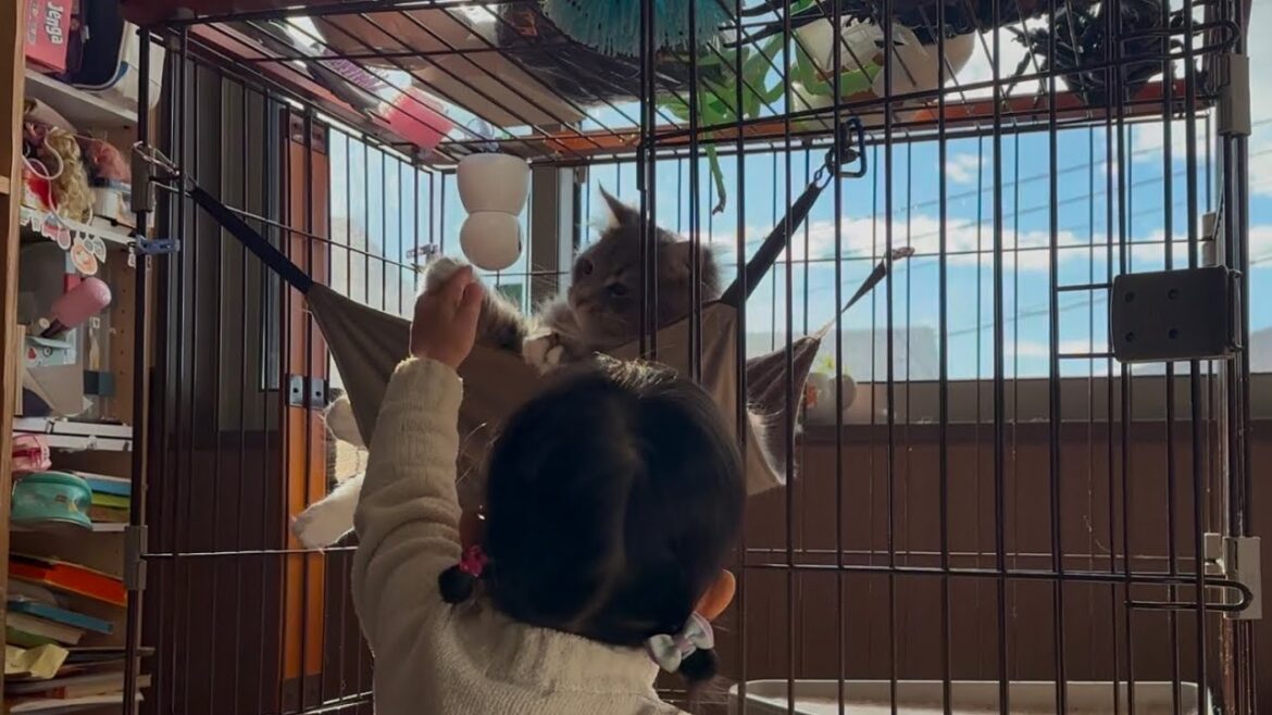 苦手を助けてもらう猫　サイベリアンA cat that gets help with something it's not good at. Siberian