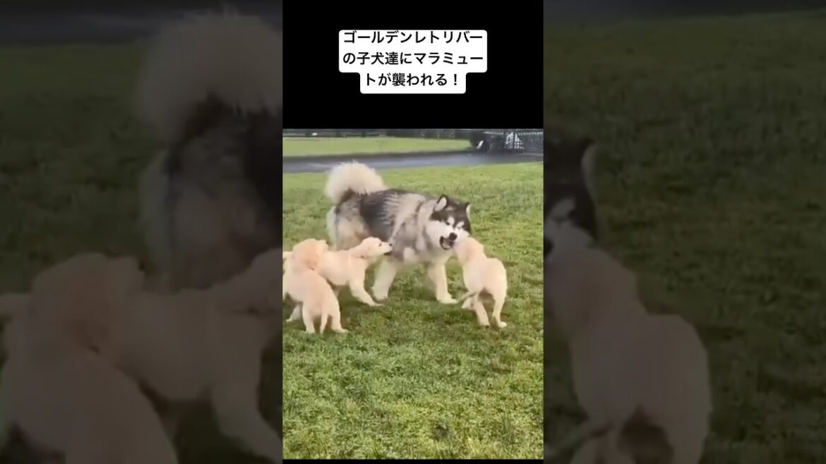 アラスカンマラミュートが子犬達に襲われる！ #アラスカンマラミュート #大型犬子犬