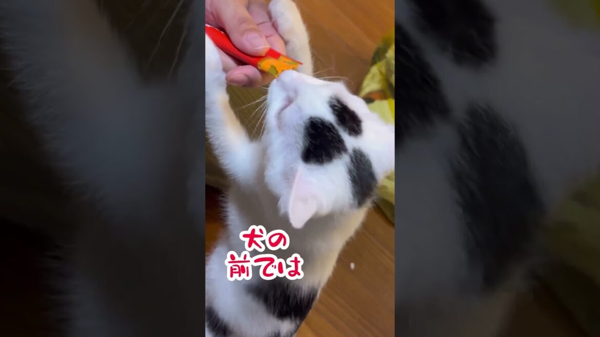 好きだから。ミルねーさん