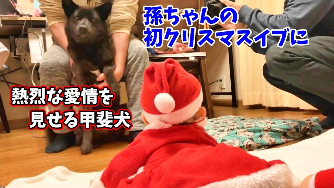 クリスマスイブ孫ちゃんはじめ家族集合甲斐犬いち赤ちゃんに愛情みせる