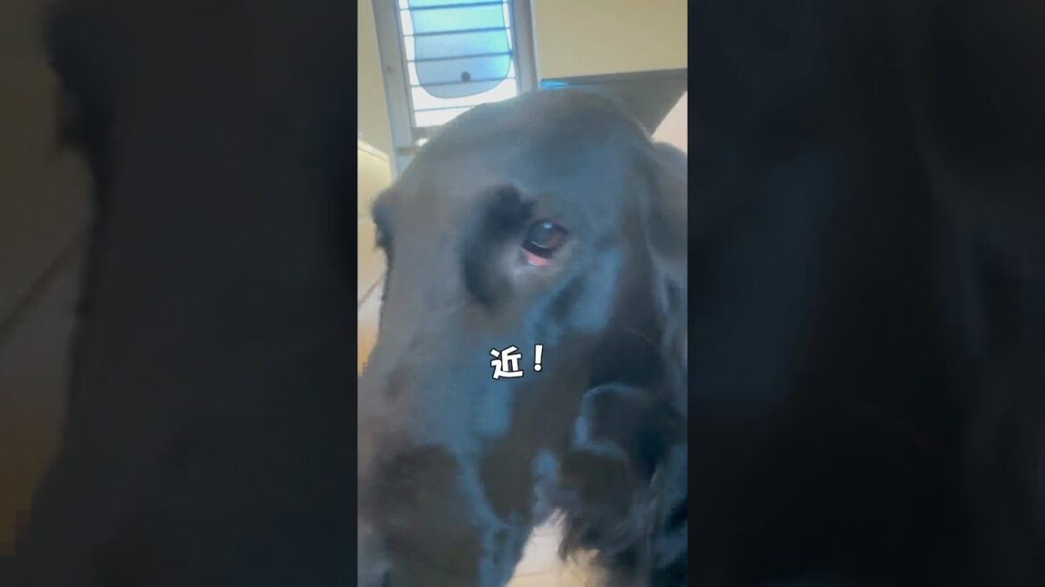 お代わりが出来ないんです#flatcoatedretriever #フラットコーテッドレトリバー #お代わり