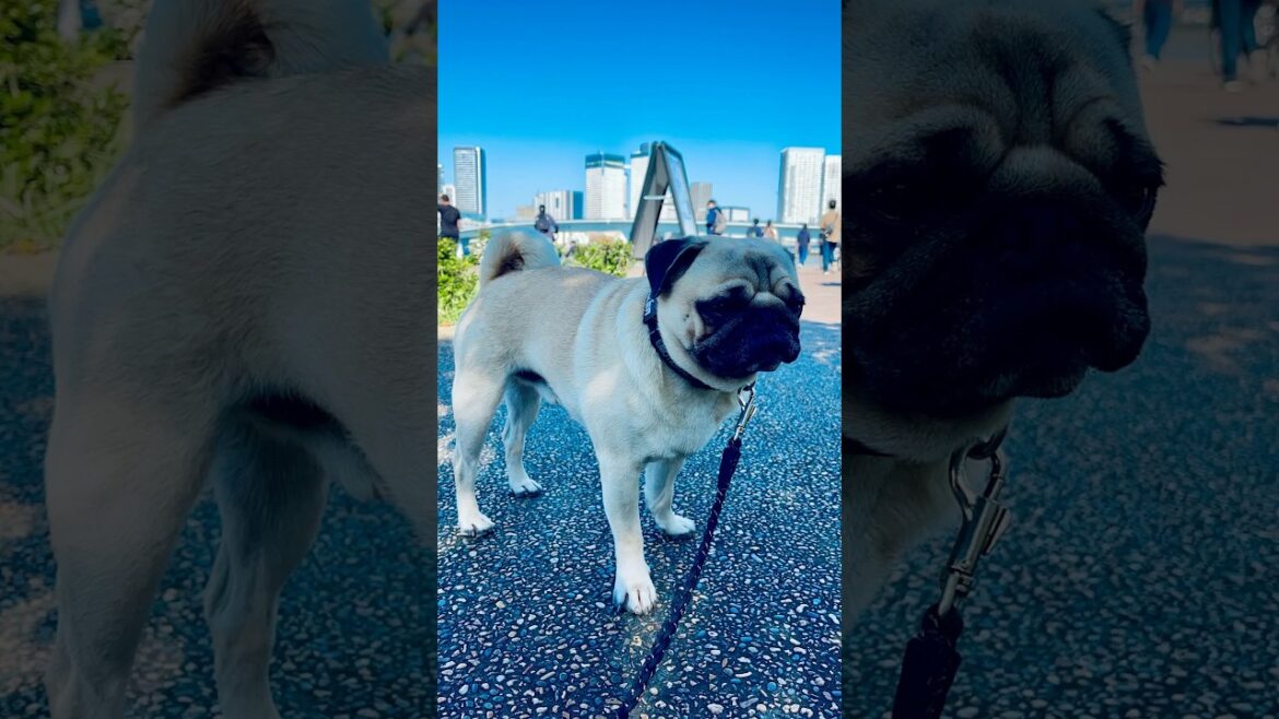 [パグ] 散歩日和☀️ (Good weather for a walk) 天気が良くて眠くなった🐶💤 #shorts