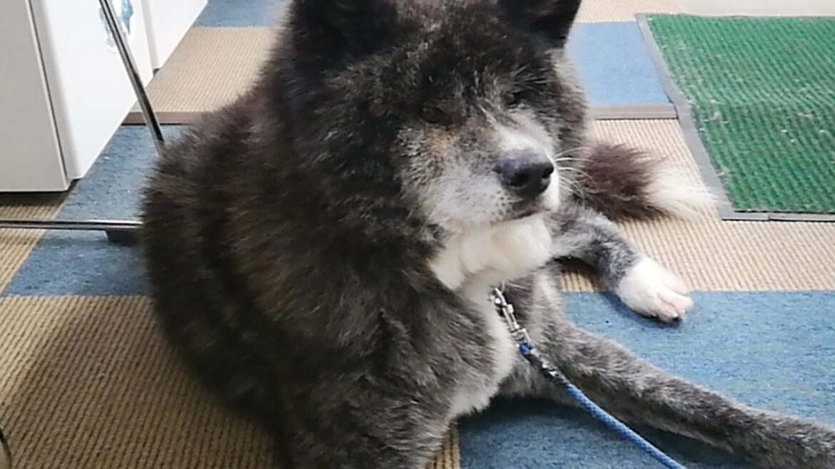 秋田犬会館配信！