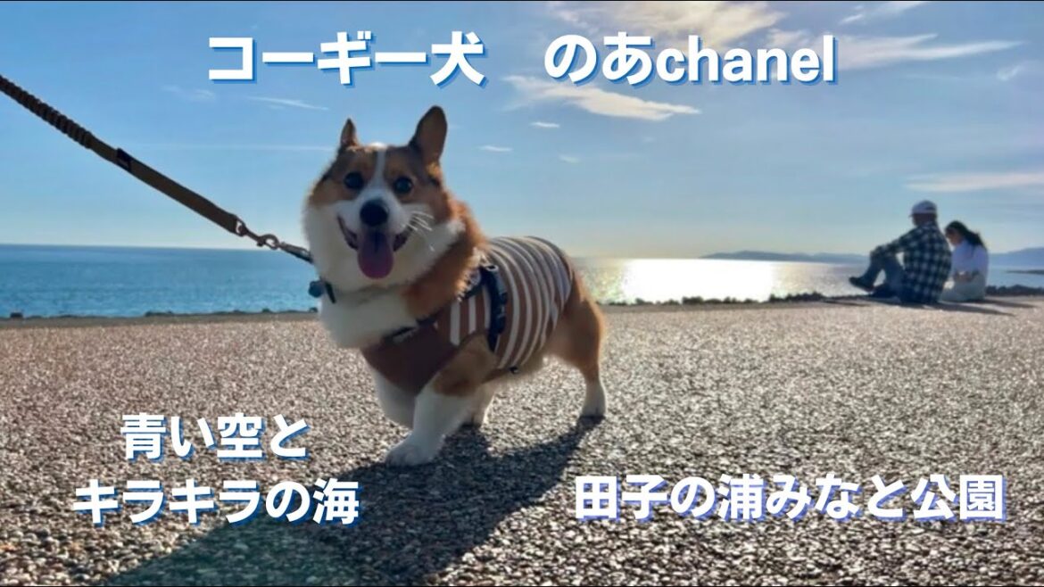 青い空とキラキラした海が見える田子の浦みなと公園を散歩するコーギー　#corgi #コーギー