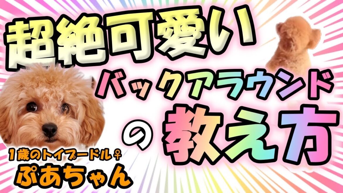 【トイプードル】超絶可愛い♡「バックアラウンド」の教え方・愛犬の老化予防にも！