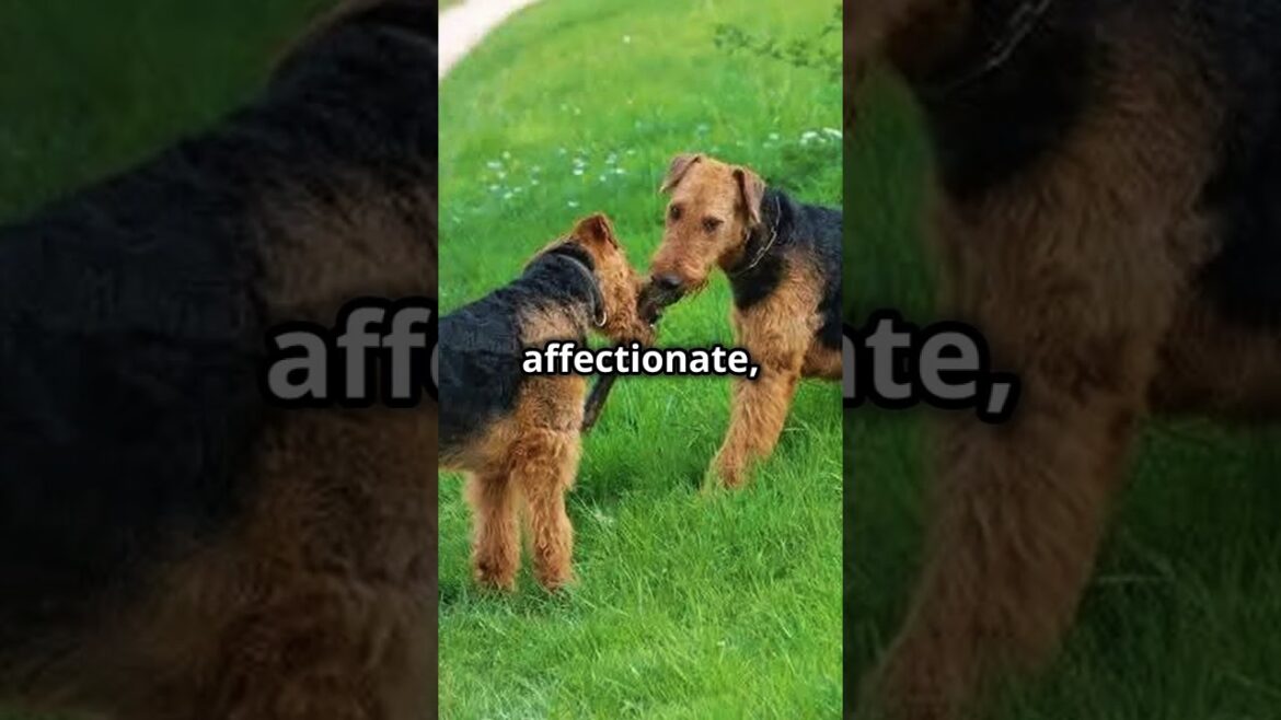 Fascinating Facts About the Airedale Terrier: The King of Terriers!