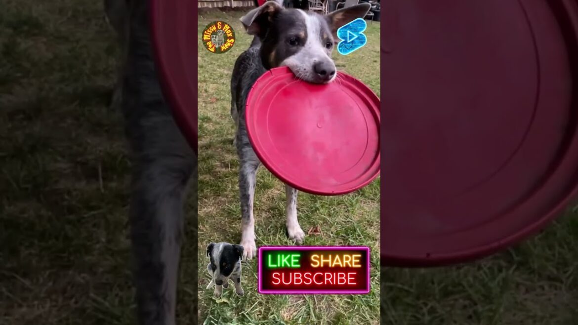 Shake It Missy