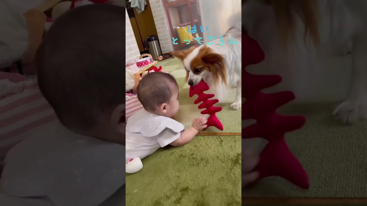 赤ちゃんの子守りをするパピヨン #papillon #パピヨン#赤ちゃんと愛犬 #孫と愛犬 #パピヨン大好き