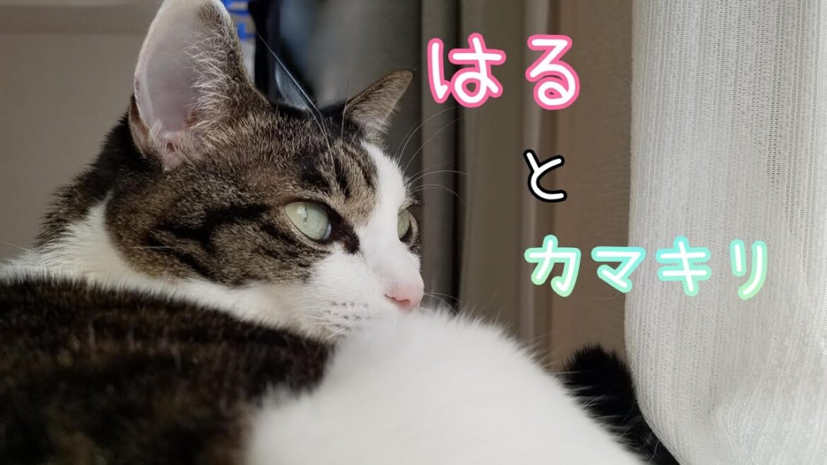 はるの所にカマキリがやってきました🐈