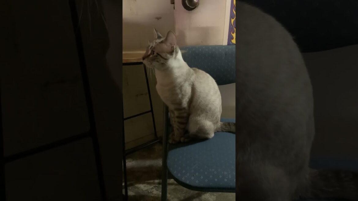 🚗 Clyde the Vocal Lynx Point Siamese: 😸 Hear His Revving Engine Sounds! 🐾🎤