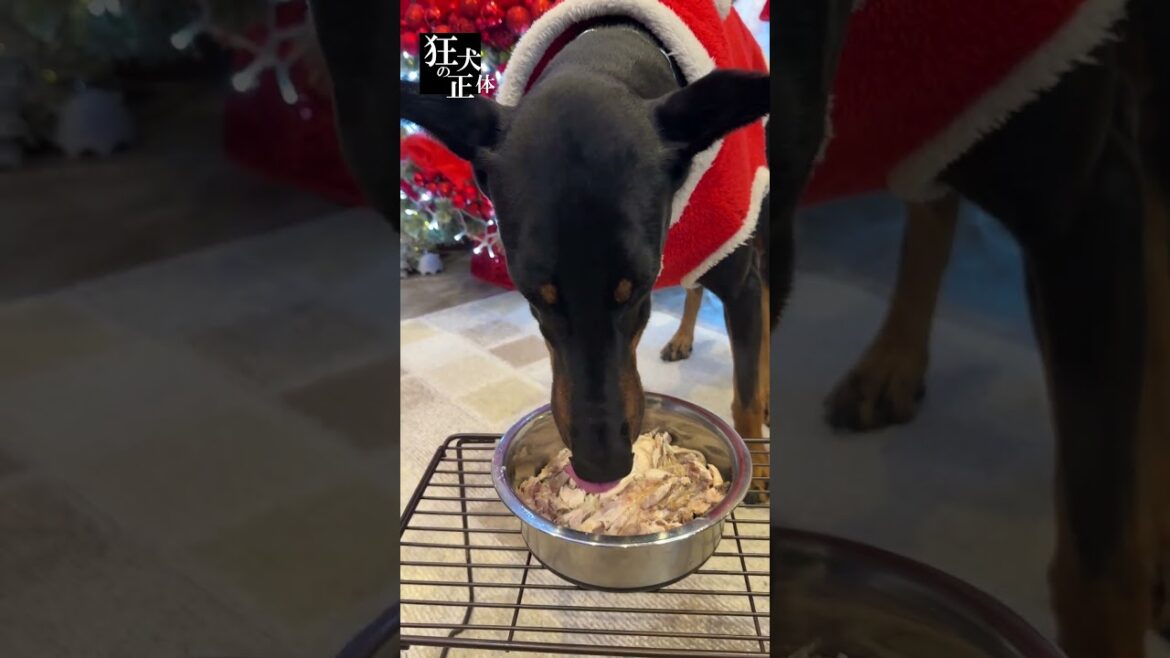 クリスマスに鶏一羽丸ごとドーベルマンにあげてみた結果