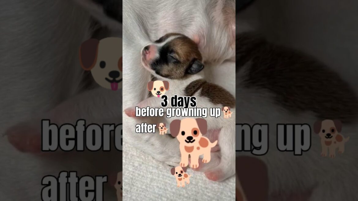 #dog #breed  name  type #jack Russell  3days puppy growing up to one year.#greatdogs