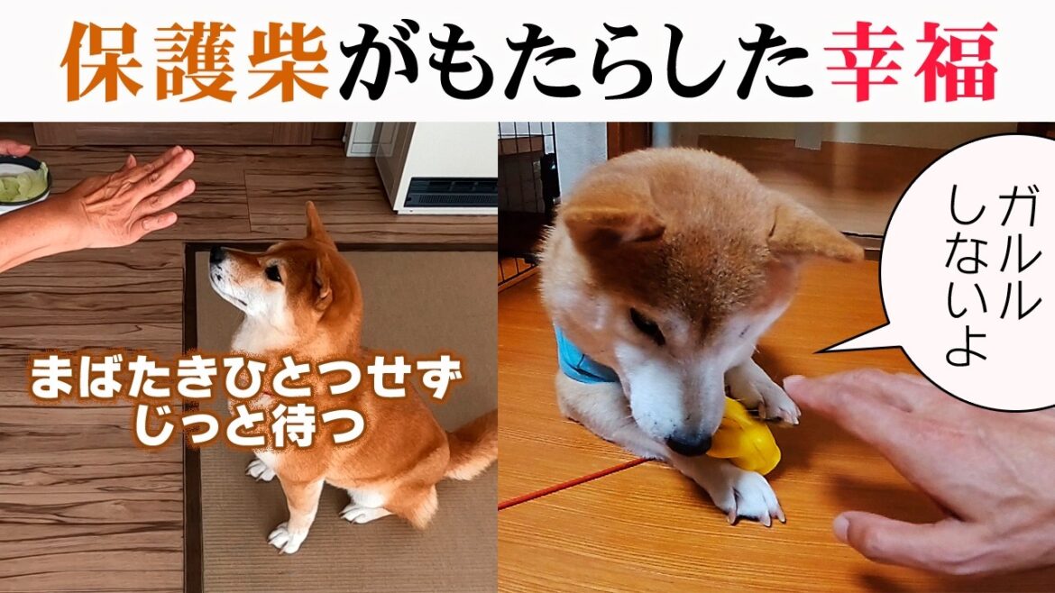 続・保護犬たちの新たな飼い主さん宅を訪問取材