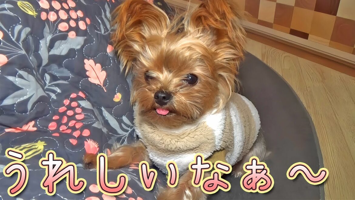 【ヨークシャテリア】家族と過ごす嬉しい時間【Yorkshire Terrier】