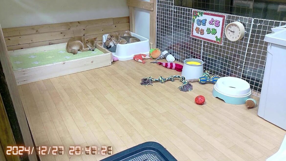 柴犬なつ！子育て生配信【生後109日】初めてのお散歩では全員拒否柴な子犬たち。