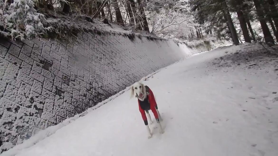 ぽんちゃん　見っけー🐾（Saluki）