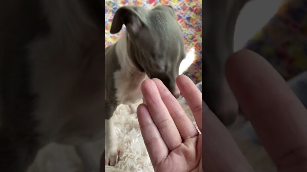 イタリアングレーハウンド(イタグレ) 遺伝子DMのリスクありません。