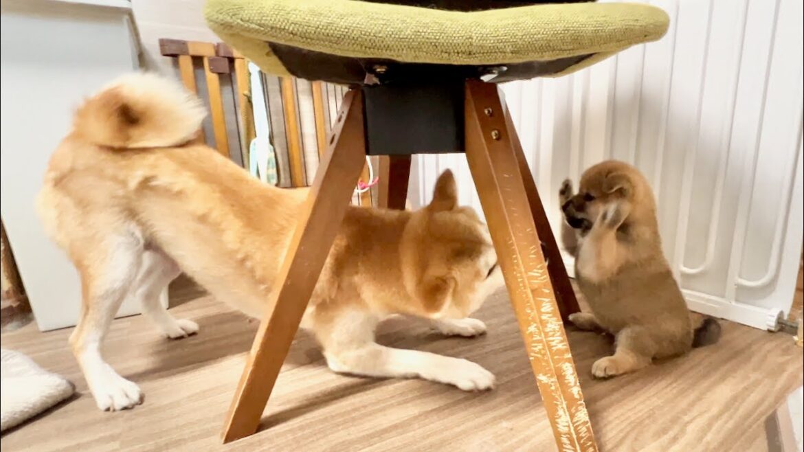 【柴犬 子犬】狭いところで遊ぶのがクセになっちゃう生後39日目の子犬たち