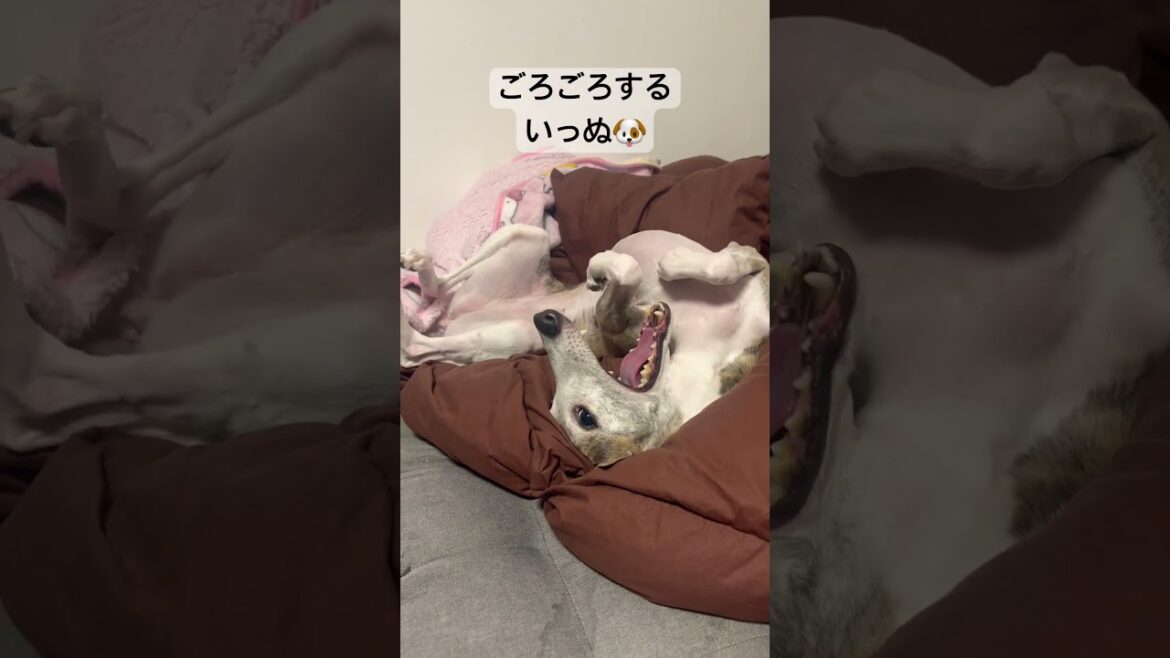 いつものようにごろごろするいっぬ🐶 #dog #ウィペット #cute #shorts