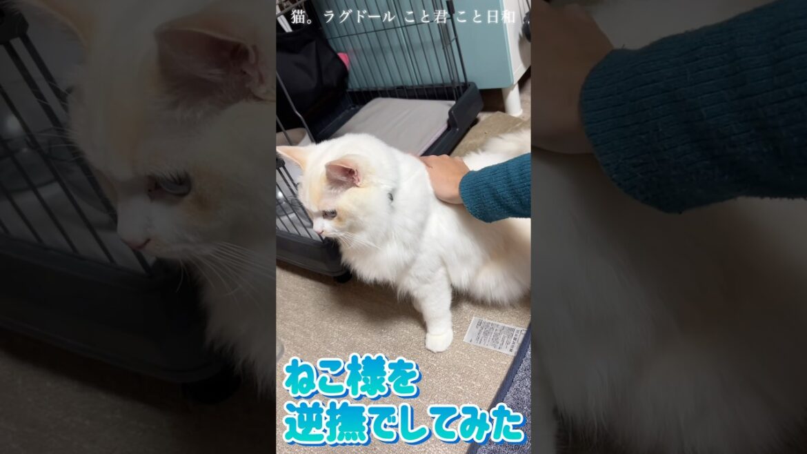 猫。こと君を逆撫でしてみた！調子に乗って申し訳ございませんでした。#shorts