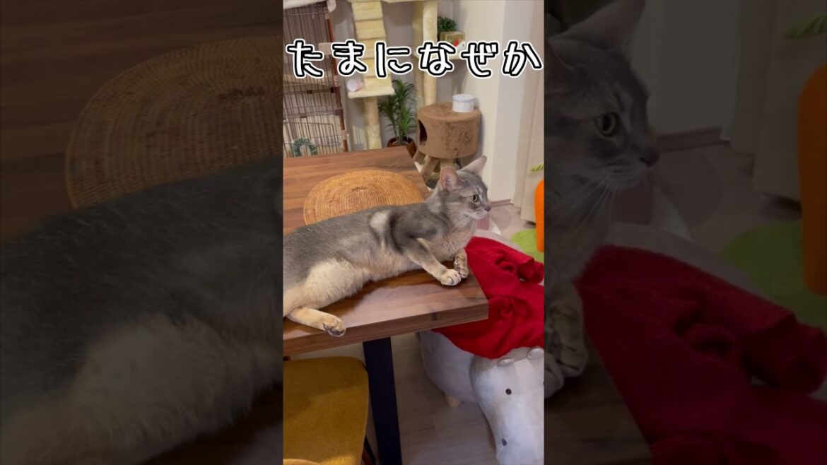 アビシニアンとは その30 #shorts #猫 #アビシニアン アビシニアンとは その30 #shorts #猫 #アビシニアン