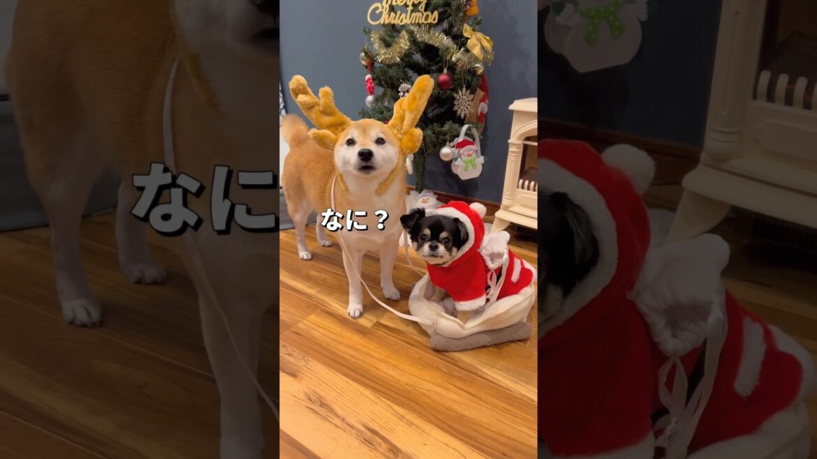 クリスマスのお片付け🐶🐶#柴犬 #チワワ #shorts