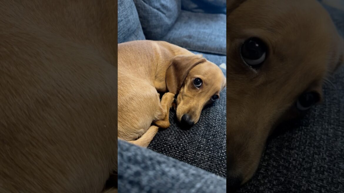どしたん元気ないじゃん#ミニチュアダックスフンド#スムース#ダックスフンド#dachshund#shorts#doxie##子犬面白い#犬のいる生活