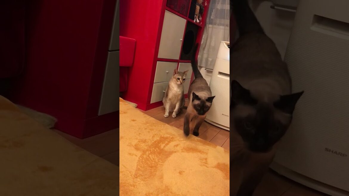 大好きなたぬき猫をこっそりクンクンしちゃうシンガプーラなのにゃ♪