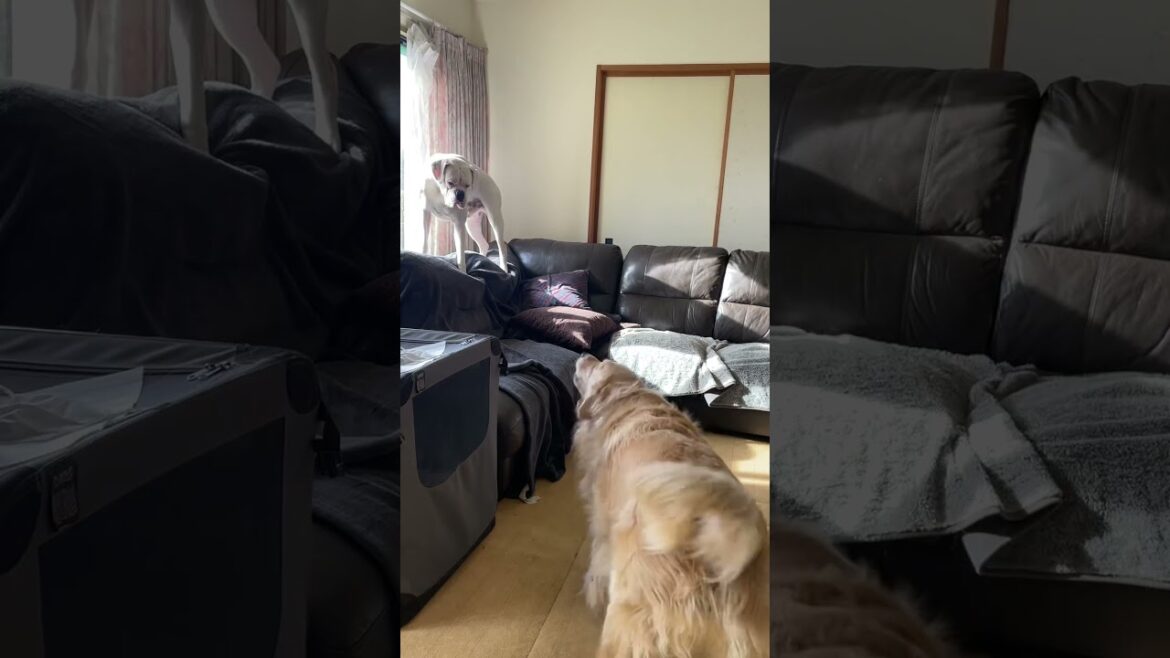下にはハイエナが居た　ゴールデンレトリバー　ボクサー犬