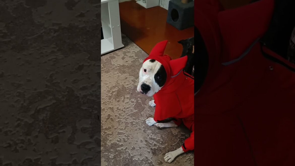 Красная Капочка🤣#амстафф_капа #shorts #dog #собака #amstaff #staff #стафф #песик #амстафф