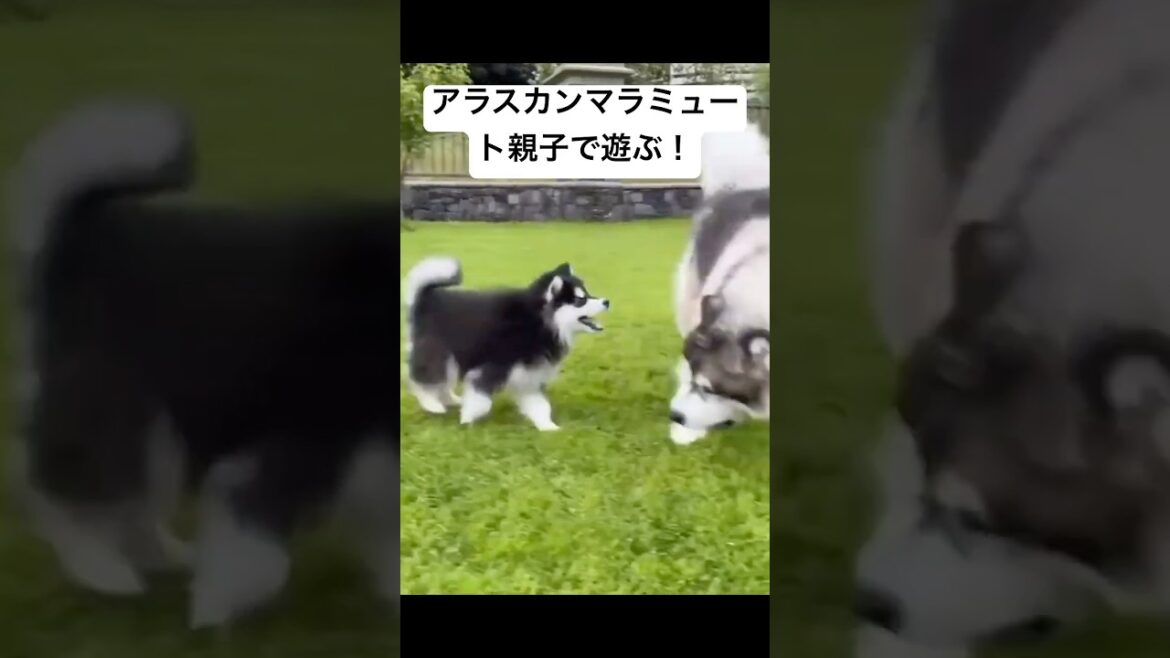 アラスカンマラミュート親子！これは、必見！ #アラスカンマラミュート