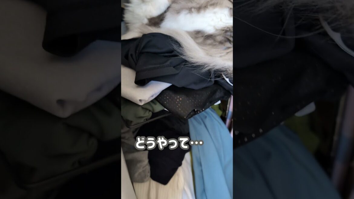 日によって高さを変える猫【ノルウェージャンフォレストキャット】＃Shorts