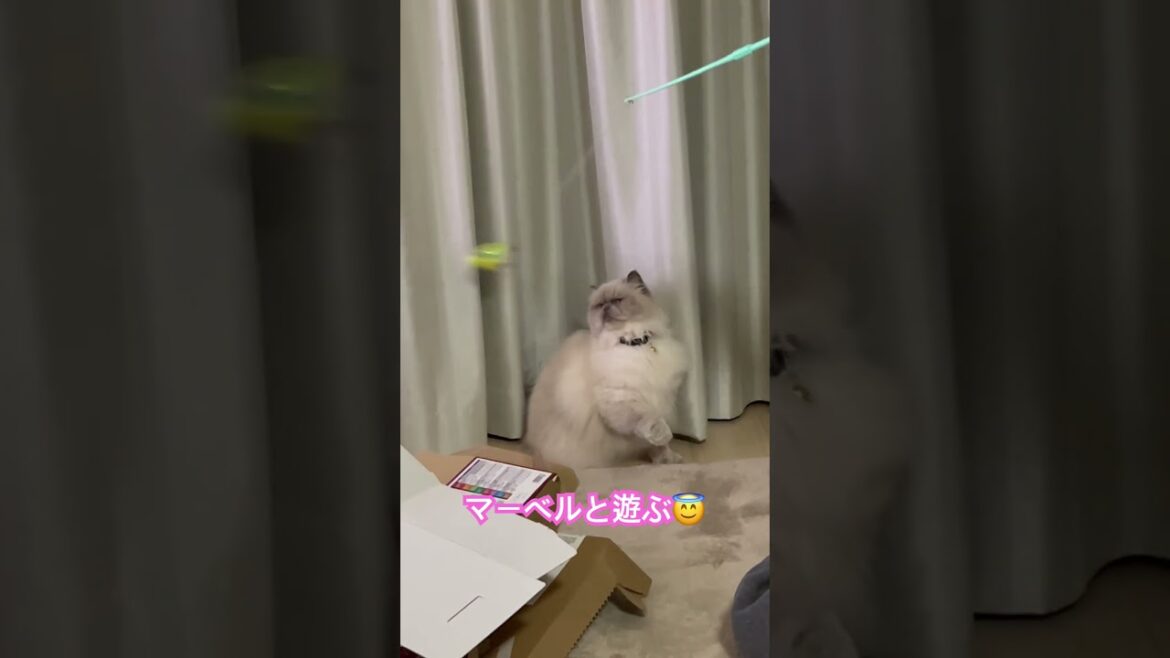 JUMP!!!したよ！ヒマラヤンのマーベル🐈🐾 #shorts #cat #ねこのいる暮らし #猫好きさんと繋がりたい #ねこと暮らす #猫のいる暮らし